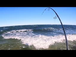 Surfcasting Fish Hit the Beach As Fall Run Surf Fishing Keeps Going!