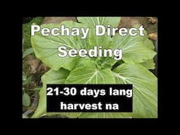 PECHAY Direct Seeding sa Container