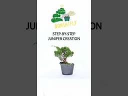 Step-by-Step Juniper Bonsai Tutorial