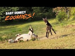 Baby Donkey Zoomies! + Are The Mini Mares Expecting?