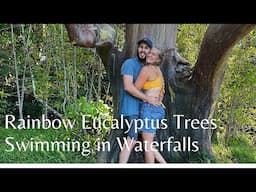 We Took a Tropical Vacation Part I // Rainbow Eucalyptus Trees