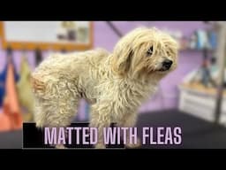 MATTED, FLEAS & DIGGING at her SKIN!!!