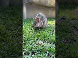 Quokka kisses to make your day 🥰