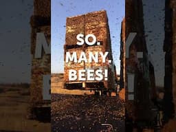 This is beekeeping when you have thousands of hives