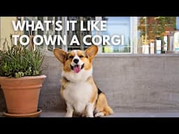 What's It Like to Own a Corgi - Ask Me Anything