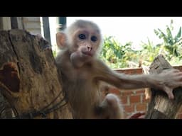 Naughty Boy wawa monkey playing around jumping and joking with mike