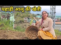 किचन गार्डन से आजकल निकाल रहे हैं पहाड़ी आलू || Pahadi Lifestyle Vlog || Priyanka Yogi Tiwari ||