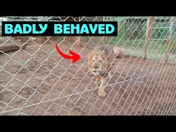 Lion that pees on visitors in Nairobi Animal Orphanage | Kenya From Within