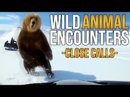 Amazing Wild Animal Encounters - Close Calls