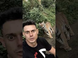 Álex Segura se encuentra un tigre😨