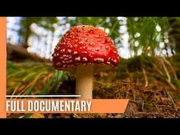 Silent Killers: The Forest Threats Creeping into Our Lives | Full Documentary