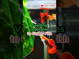 Guppy Fish Care - Feeding Vegetables to Guppy Fish #guppyfishtank #aquarium #guppyfish