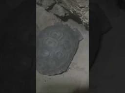 That Time We Found a Tortoise in an Abandoned Mine