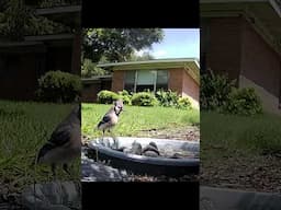 Wildlife Drinking Fountain - Micro Pond