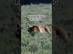 RIP to the Queen of the Tetons #399 #grizzlies #bear #wildlife #nationalpark #ytshorts