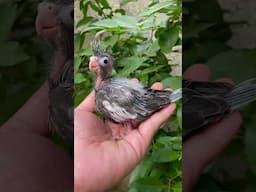 Beautiful Baby Cockatiel #shorts #viral #cuteparrots