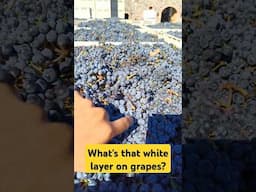 White layer on wine grapes? #redwine #winemaking #napavalley