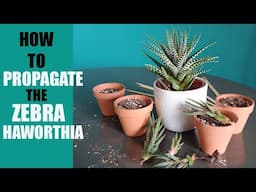 ZEBRA HAWORTHIA PROPAGATION - How to propagate The Zebra Haworthia pups