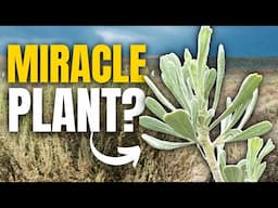 "SECRET GOLD" In Desert Plants: Uncovering the Medicinal Power of Arid Regions