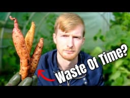 I Tried Growing Sweet Potatoes In The UK And This Is What Happened...