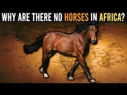 Why Are There No Horses in Africa?