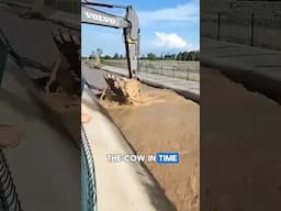 The Cow Swept in Flash Flood Gets Saved in Time