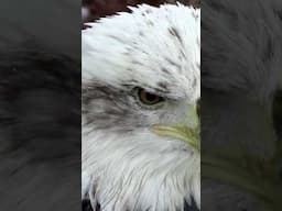 Cute Baby Bald Eagle! 🦅short #shorts #shortvideo #shorts-feed #viralvideo #viralshorts #USA #nature