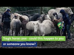 Tragic horse case - could this happen to you or someone you know?