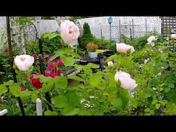 My favorite time in the garden | TINY GARDEN TOUR #garden #gardening #plants #flowers #new #rose