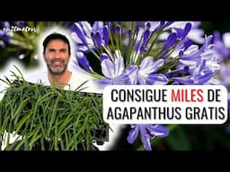 MILLONES DE AGAPANTHUS GRATIS SOLO CON SU FLOR SECA: sembrar y plantar agapanto || en20metros