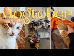 nasz mały kotek jest chory 🥺🐈 | weekly vlogtober