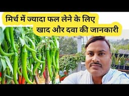 मिर्च और टमाटर में क्या खाद दें | Home Garden is live