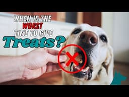 Is This The WORST Time to Give Your Dog Treats?