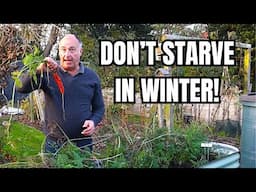 Winter Vegetables: How to Grow MORE Food in Cold Weather!