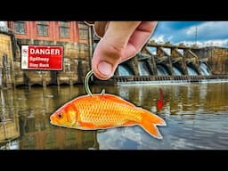 Fishing ABANDONED Spillway w/ GOLDFISH as Bait!! ( BIG FISH )