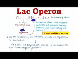 Lac Operon | Principle and Mechanism