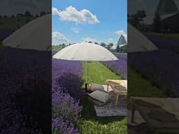 Beautiful #lavender #farm #toronto #travel #canada #flowers #family #weekend #getaway #fun