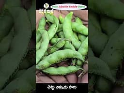 చెట్టు చిక్కుడు సాగుతో లాభం ఎక్కువ || Good profits in Broad Bean Farming Karshaka Mitra #shorts