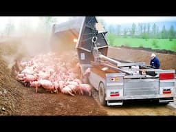 Pig Raising Equipment & Technology - Dead Pig Decomposition Process - Goat Farming & Milking Method