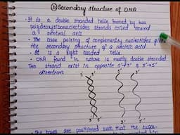 Secondary structure of DNA|