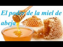 Para que es bueno la miel de abeja