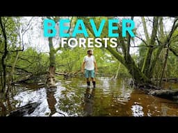 Beavers are Flooding Britain's Forests - now they're thriving