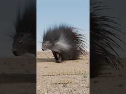 How Do Porcupines Shoot Their Quills?