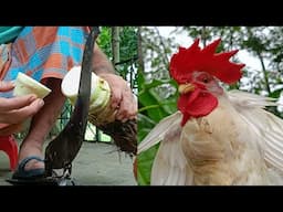 A Beautiful Village Life | Amazing Food | একটি সুন্দর গ্রামীণ জীবন | চমৎকার খাবার🐔☔️