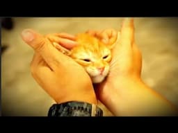 The Secret Language of Cat Love – You Won't Believe What They Do Last!