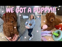 MEET WINNIE♡ PICKING UP OUR CAVAPOO PUPPY, FIRST 24HRS & PETS AT HOME ESSENTIALS | CHLOEWHITTHREAD