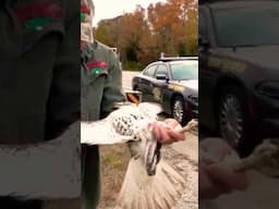 Police stop hawk catch