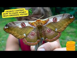 Rinaca boisduvalii: "Eastern Emperor Moth" - BREEDING Guide & BONUS Selling Guide! in MothCycles