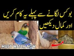 8 most important steps before breeding season / Achi bread ke lia ye kam lazmi karien