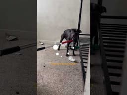 Pittie Got Left Behind In An Apartment Building | The Dodo